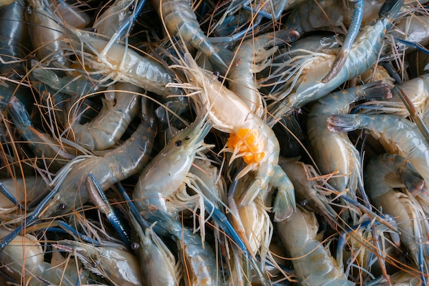 Camarones frescos gambas que hierven el camarón azul de la pierna de la