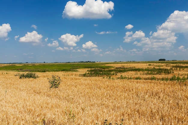 Un campo agrícola donde se cultivan cereales trigo Foto Premium