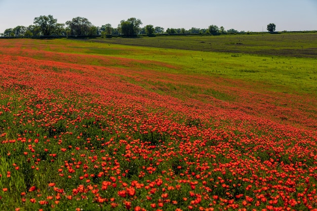 Campo De Amapolas Rojas Foto Premium