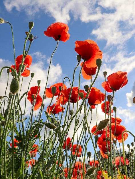 Campo de amapolas vívidas hermosas flores rojas de amapolas en tallos