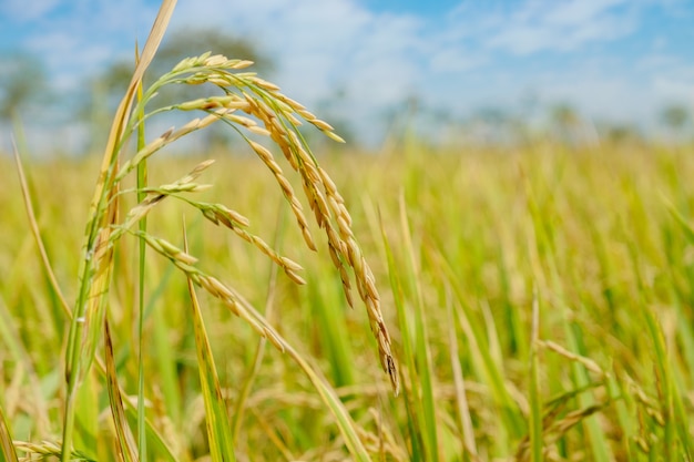 Campo de arroz con arroz en el norte de tailandia, espacio de copia de ...