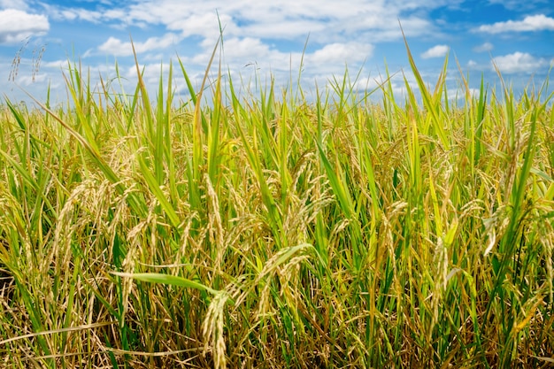 Campo de arroz en el norte de tailandia, fondo de alimentos de ...