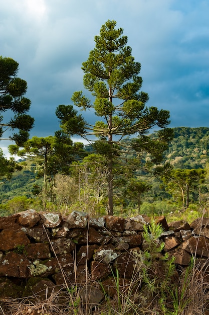 Campo Con Bosque Nativo Y Araucarias Conservadas Araucaria Angustifolia Foto Premium