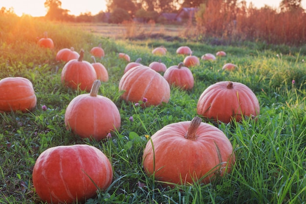 Campo con calabazas al atardecer | Foto Premium