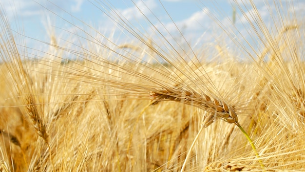 Campo De Cebada Contra El Cielo Azul Espigas De Cebada Dorada Primer