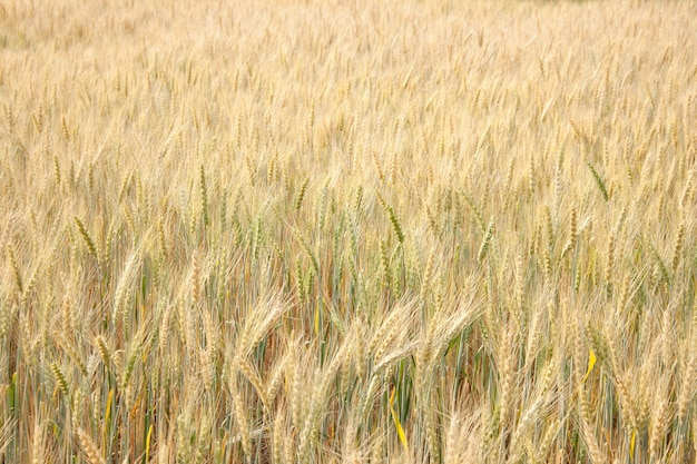 Campo De Cebada Foto Premium