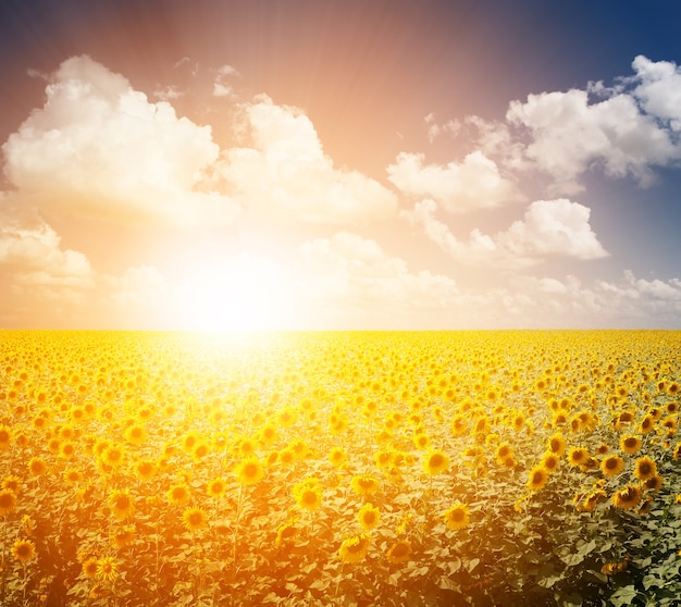 Campo De Girasoles Al Atardecer Foto Premium