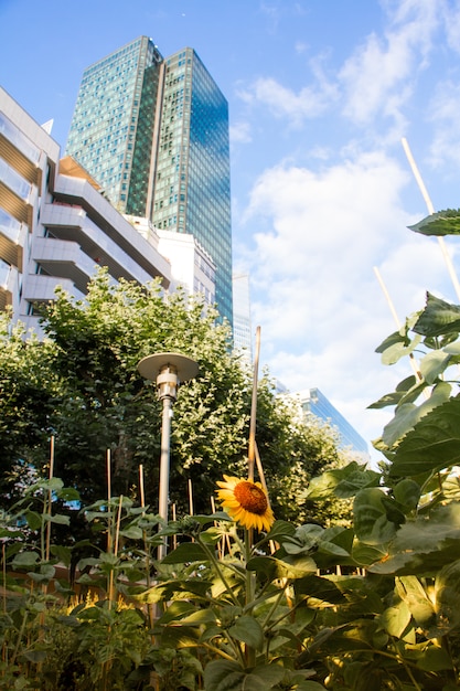 Campo de girasoles en tinas junto a modernos rascacielos de cristal y un cielo azul de fondo en el distrito de la defense en parís Foto Premium