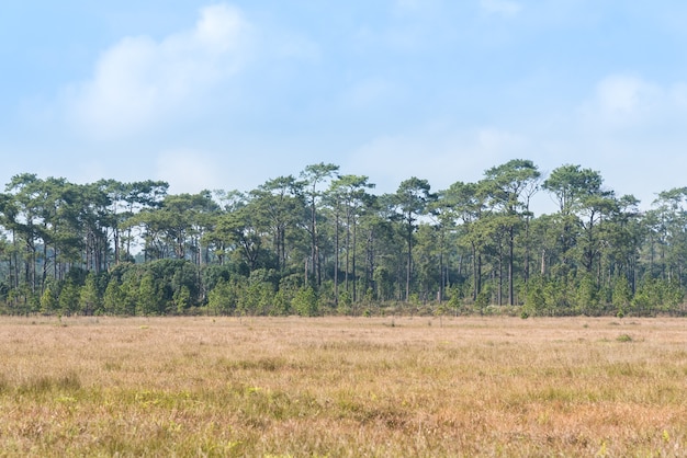 Campo de hierba de la sabana y bosque de pinos en el parque ...