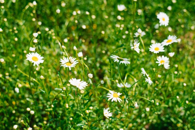 Campo De Margaritas Las Flores De La Margarita Blanca Florecen En El