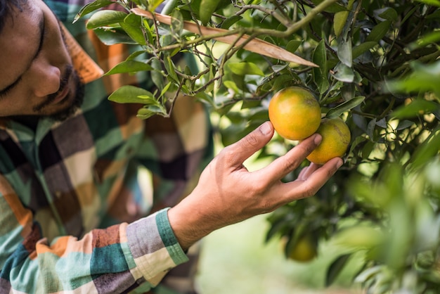 Campo De Naranjos Macho Agricultor Cosecha Recogiendo Frutas Naranjas