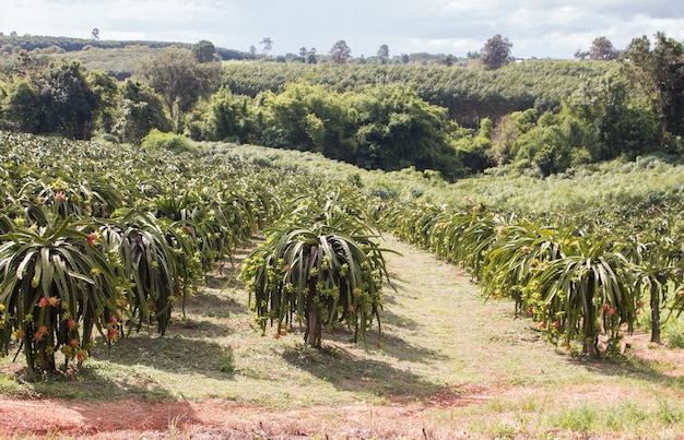 Campo de la plantación de la fruta del dragón en tailandia, esta es la fruta favorita en asia Foto Premium 