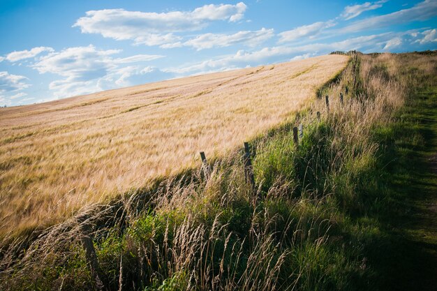 Campo De Trigo Orejas De Trigo Dorado De Cerca En Un Paisaje Rural