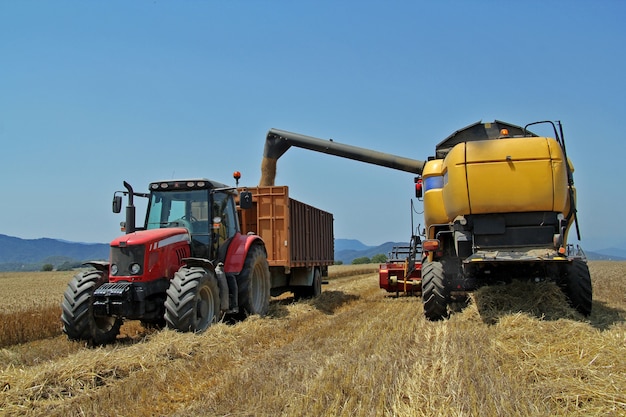 Un Campo De Trigo En Verano Cosecha Un Tractor Cosechador Foto Premium