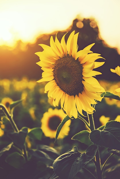 Campos de girasol con luz solar en puesta de sol | Foto ...