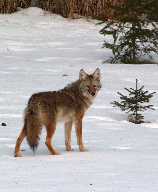 >>>> EL LOBO SOLITARIO <<<< - Página 23 Canino-canis-coyote-vida-salvaje-animal-latrans_121-57490