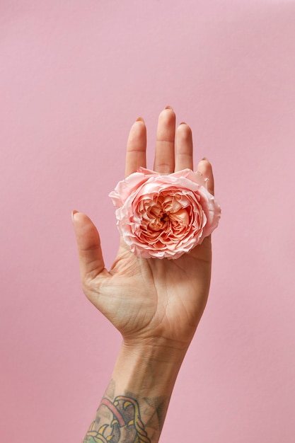 Capullo De Rosa Rosa En Mano Femenina Con Tatuaje Sobre Fondo Rosa Con Espacio De Copia Postal