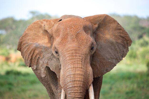 La Cara De Un Elefante Rojo Tomada De Cerca Foto Premium