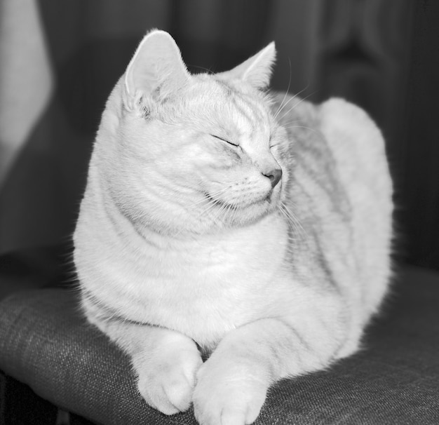 Cara De Gato En Blanco Y Negro Foto Premium