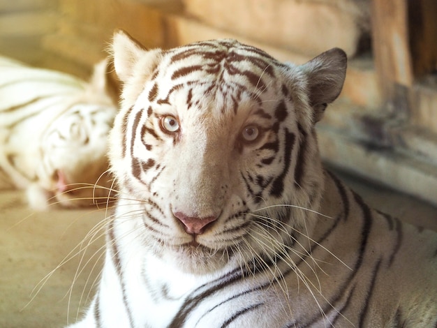 Cara De Un Tigre De Bengala Blanco Foto Premium