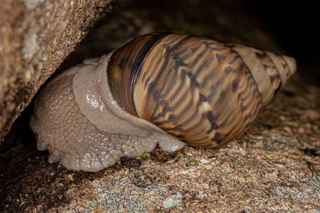 Caracol Terrestre Com N Del G Nero Orthalicus Foto Premium