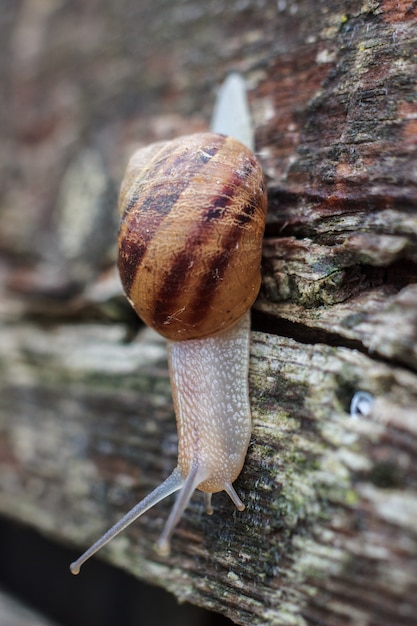 Caracol Vivo En La Naturaleza En El Campo Foto Premium