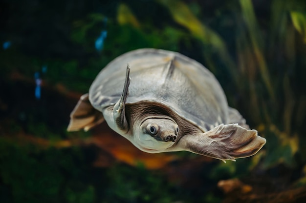 Carettochelys insculpta la tortuga de nariz de cerdo está nadando en