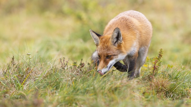 Caza Del Zorro Rojo En Un Prado Verde Y Olfatear Con La Cabeza Hacia Abajo Sobre El Suelo Foto Premium