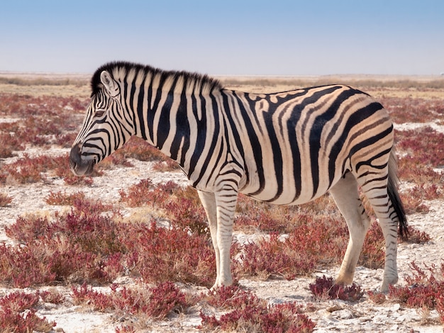 Cebra En El Parque Nacional De Etosha En Namibia En Africa Foto Premium