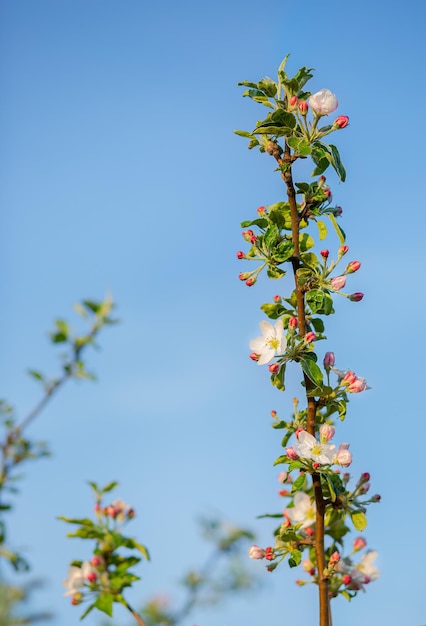 Cerca de capullos de manzano en el jardín huerto de manzanas en flor