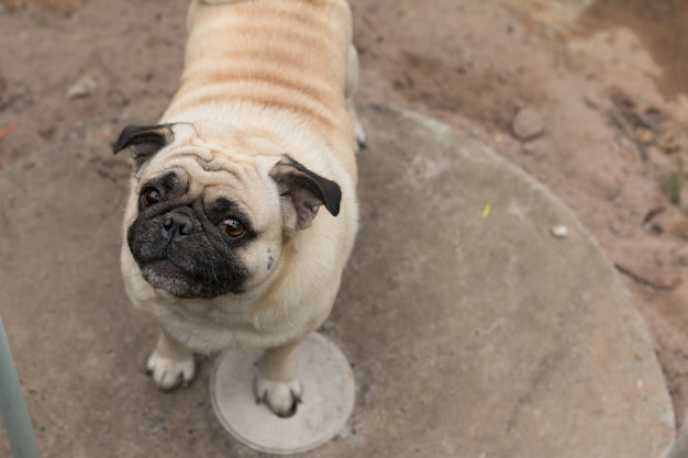 Cerca de lindo perro pug | Foto Premium