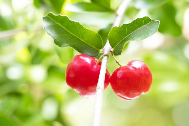 Cereza Acerola De Tailandia En Tres Seleccione El Enfoque Cereza De