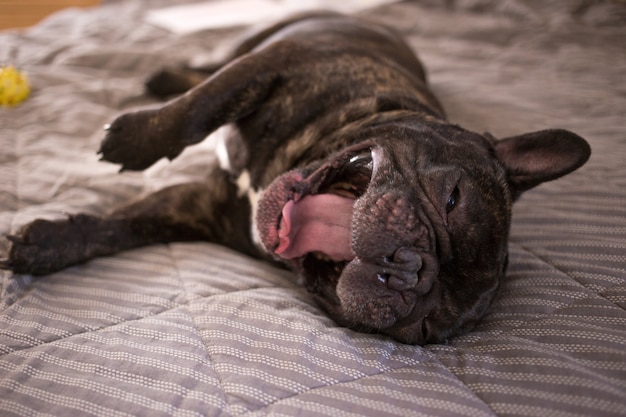 Cerrar Bulldog Frances Brindle Jugando Con Sus Juguetes En La Cama Foto Premium