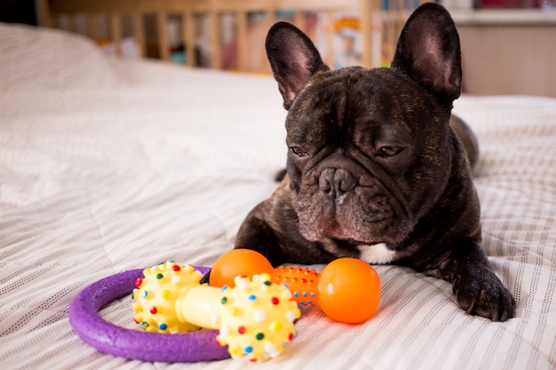 Cerrar Bulldog Frances Brindle Jugando Con Sus Juguetes En La Cama Foto Premium