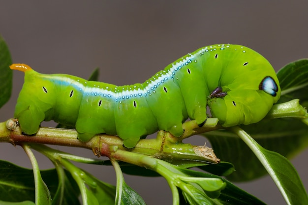 Cerrar gusano verde o gusano daphnis neri en el árbol de palo en la