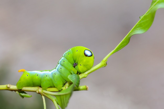 Cerrar gusano verde o gusano daphnis neri en el árbol de palo en la