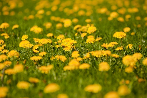 Césped Con Lindas Flores Amarillas Foto Gratis