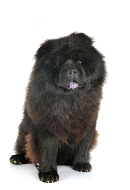 Chow Chow Negro Foto Premium