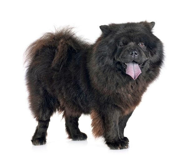 Chow Chow Negro Foto Premium