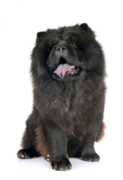 Chow Chow Negro Foto Premium