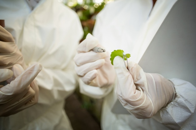 Los Científicos Examinan La Hoja De La Planta | Foto Premium