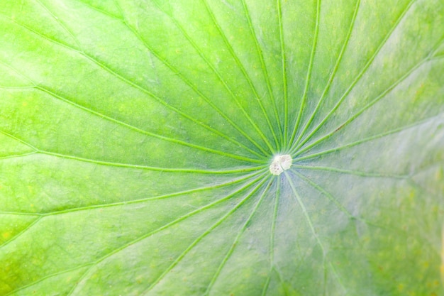 El Cierre Para Arriba De La Hoja Del Loto Verde O El Lirio De Agua De La