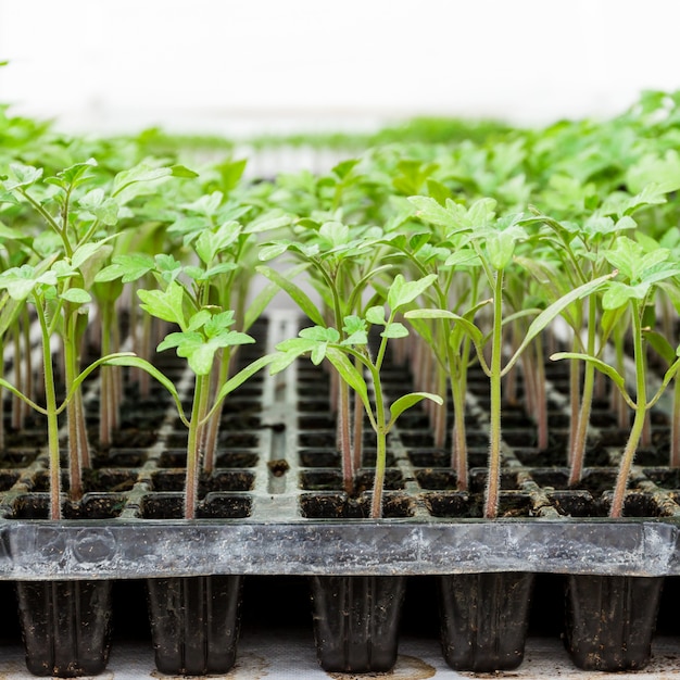 Ciérrese encima de planta de semillero del tomate en la bandeja Foto