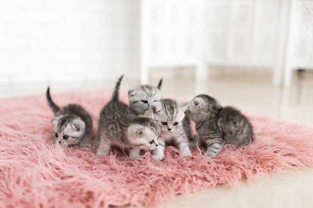 Cinco pequeÃ±os gatitos grises se encuentran en una alfombra rosa Foto gratis