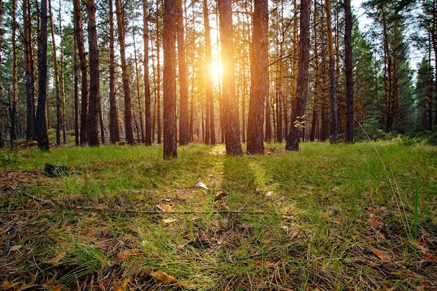 El claro en el bosque de pinos está iluminado por los rayos del sol al