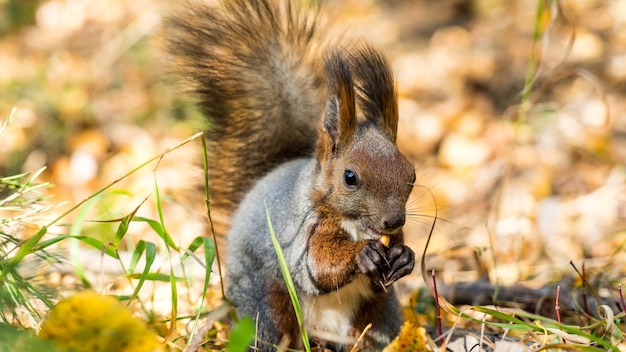 Close Up Ardilla Roja Comiendo Nueces En El Bosque De Oto O Tomsk