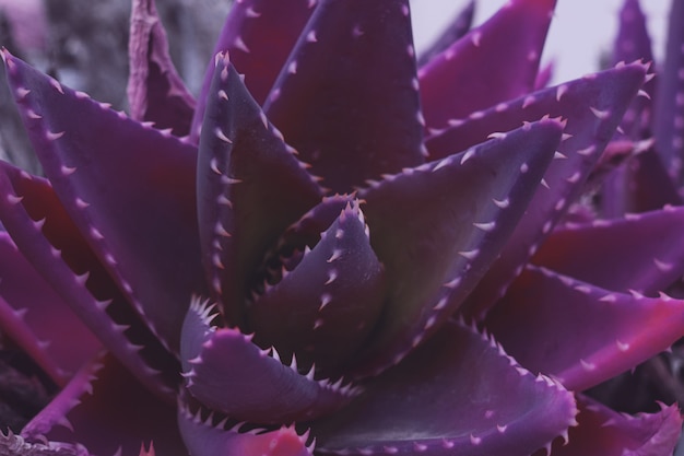 Close up surrealista suculenta planta ultravioleta cactus Foto Premium