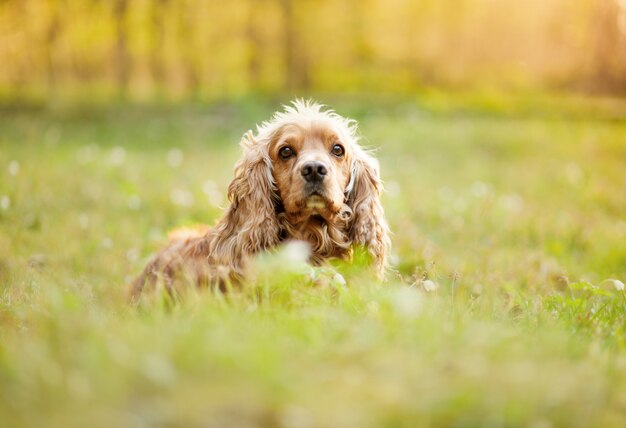 Cocker Spaniel Ingles Tumbado En El Cesped Al Aire Libre Foto Premium