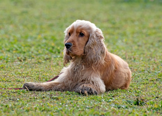 Cocker spaniel marrón | Foto Premium