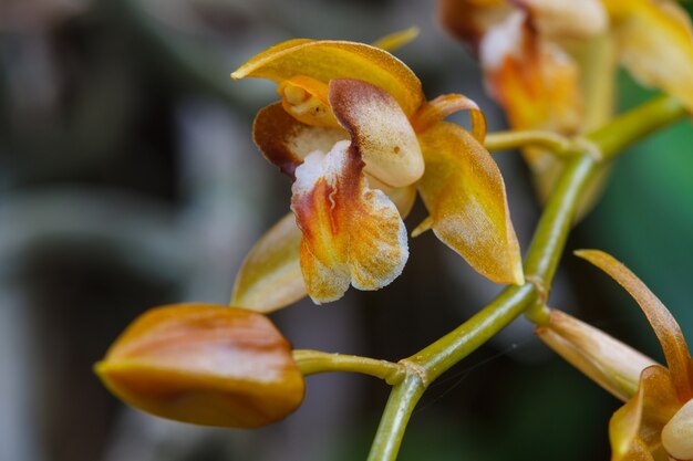 Coelogyne Fuscescens Especies Raras Orqu Deas Silvestres En El Bosque